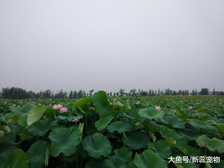 未来3个月，3生肖贵人提携，事业发展红火，存款多多！