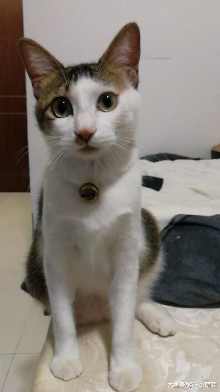 猫咪得了尿结石三天就死了, 主人没见最后一面伤心欲绝!