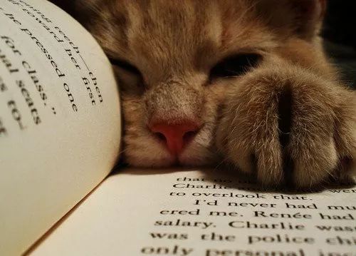 报告老板！我之所以迟到，都是因为被猫封印了！