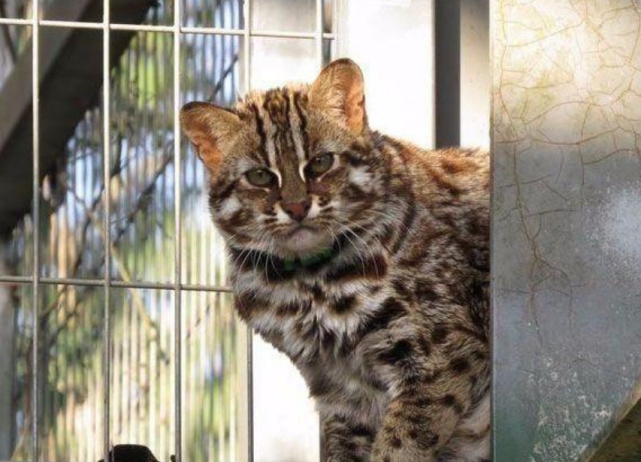 台湾居民救下两只“小猫崽”，经鉴定是台湾石虎，总数不足500