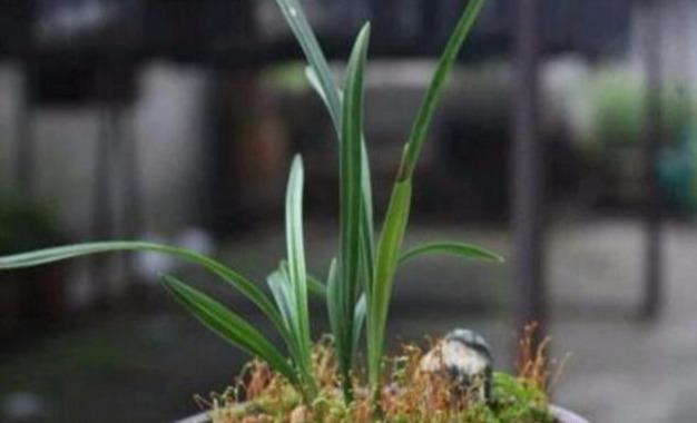 刚栽植的兰花苗一定要做好这四点，兰苗服盆快，叶片不萎蔫