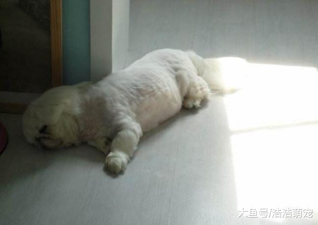 狗狗向你求救，它会有这5种表现，很多宠主却不当回事