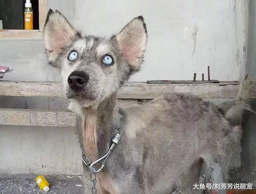 路遇一只骨瘦如柴的二哈，他捡回家悉心照顾，一年后狗变成了这样