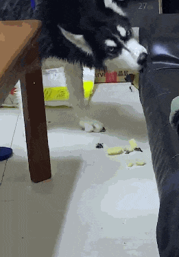 哈士奇報復主人，當著面拆起真皮沙發，二哈：看你以后敢不敢打我