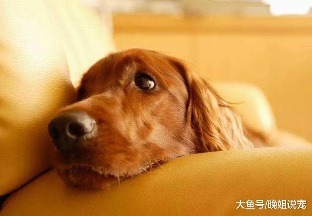 无意中被主人发现关于狗狗的“7大秘密”, 看完你就是半个专家