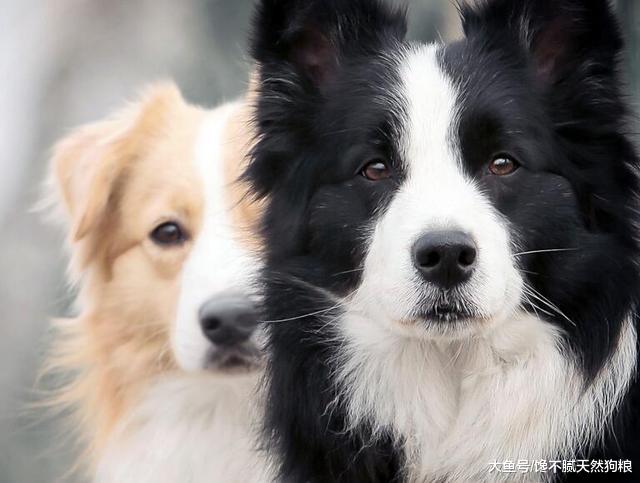 饲养实用经验，让你更加了解“边境牧羊犬”