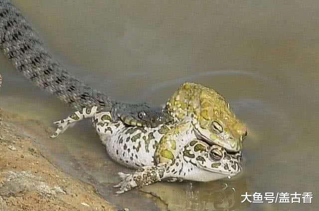 青蛙当众秀起了恩爱，不料报应却来得如此快，还没来得及繁衍后代