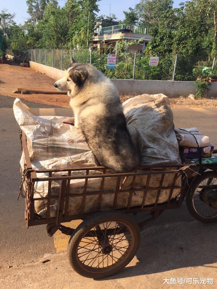 收废品大爷捡到被遗弃的二哈，便带着它收废品，还让二哈帮忙看车