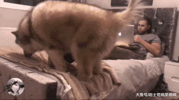 男主人在忙工作，结果“胖儿子”生气了，要我还是要电脑？