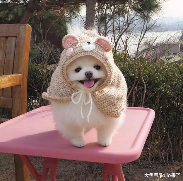 狗狗原来是天生近视+色盲？买玩具挑这两种颜色它们才会喜欢噢