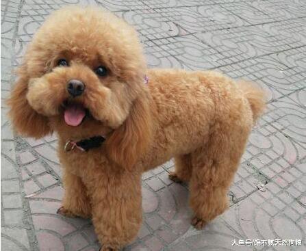5大饲养误区: 为了泰迪犬健康, 请花两分钟看完!