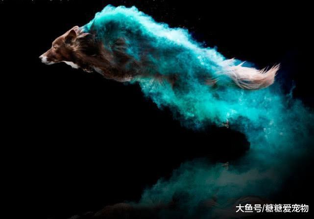 一组创意狗狗照片, 居然不是PS的? 网友: 我也想给我家狗子拍!