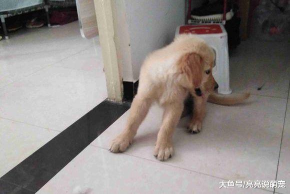 金毛迎接主人的方式很特殊，它会给主人行大礼，来欢迎回家
