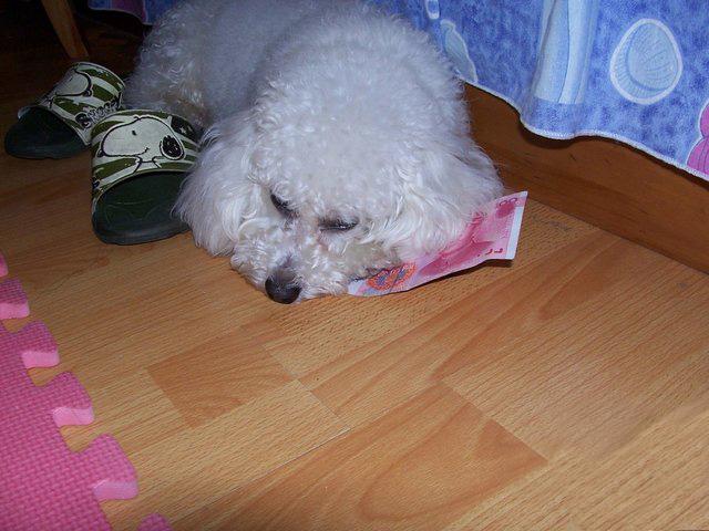 好心捡流浪狗回家, 结果狗狗太聪明, 竟帮女主找私房钱报恩!