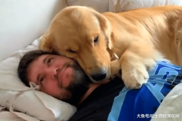金毛从小就喜欢睡主人身上，结果一年后，却忘记自己长大了