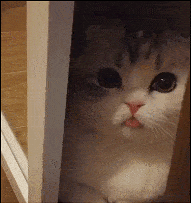 辟谣，猫咪吐舌头可不是散热哦，这很有可能是疾病信号