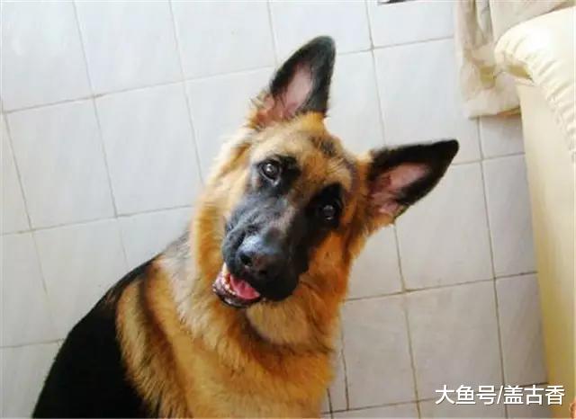 哪种情况下叫狗狗名字是错误的？赶紧看看吧，下次别乱叫了！