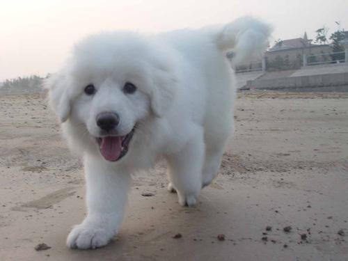 地球上5大最不爱叫的狗狗，蝴蝶犬和喜乐蒂上榜，你养了吗？