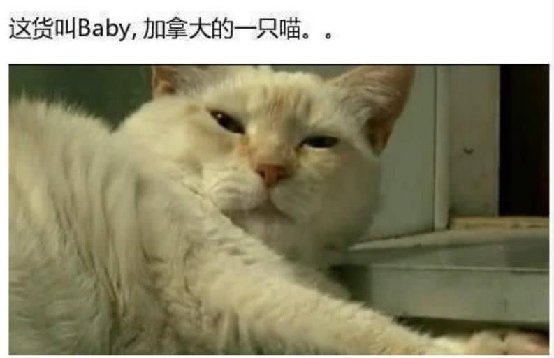 猫界一霸勇斗7头比特, 两只送进医院, 汪伤痕累累
