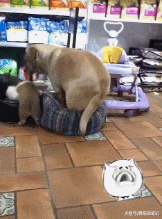 拉布拉多明明感覺狗窩太小，還非要睡進去，狗狗：人家還是個寶寶