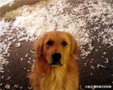 不管金毛犬平时多听话，它做这5件事，主人都要伤心透了！