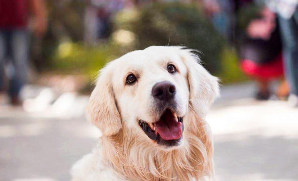 想知道你家狗有多愛你嗎？從狗這幾個舉動中表明，你家狗做過嗎？