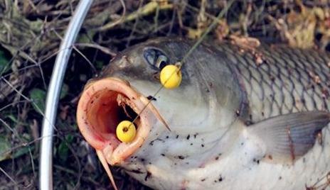 难怪老公不用蚯蚓钓鱼了！“懒人钓鱼神器”来袭，每天收获满满