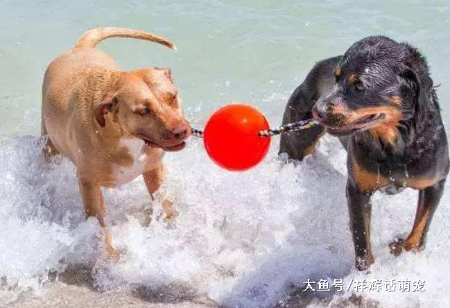 想知道你家狗狗智商高低吗？赶快来了解一下吧，真准