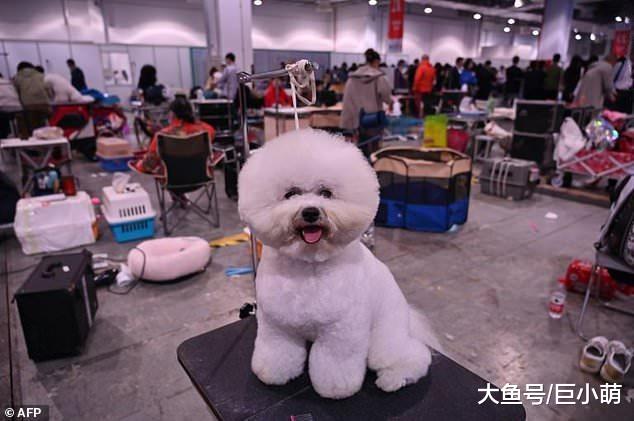 上海举办世界犬展，当地却40元卖狗肉，被人质疑这也能开狗展？