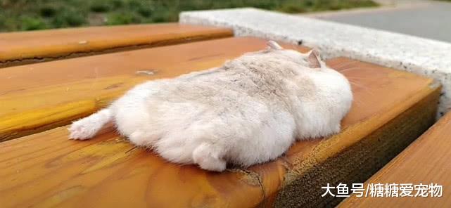 因天气炎热，某鼠竟热成“薯饼”，主人：别急我带你回家进冰箱!