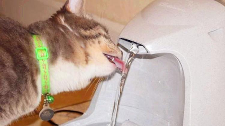 貓咪不愛喝水，卻對主人杯子里的水感興趣