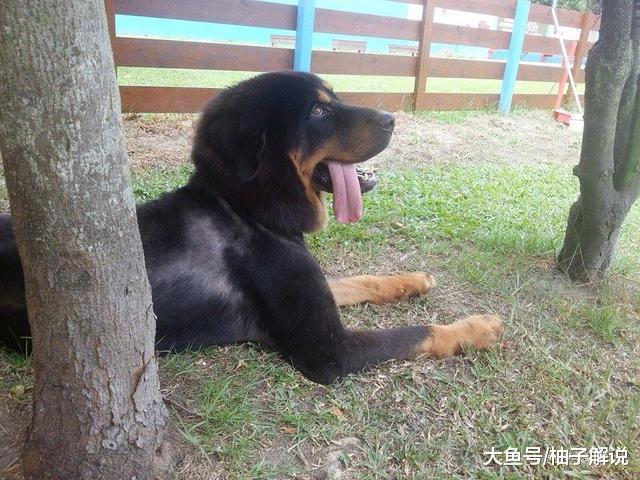 小男孩牵着124斤藏獒散步，狗狗突然冲进草丛，结果却让主人暖心！