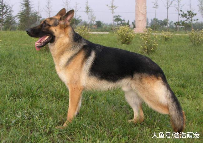 6种“国产猛犬”，第六个最有名，第三种很多部队用它当军犬