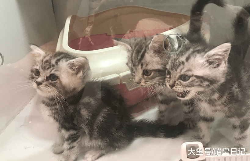 在猫咪心里，至少有五种情况能让它们离家出走，只有一个是因为爱