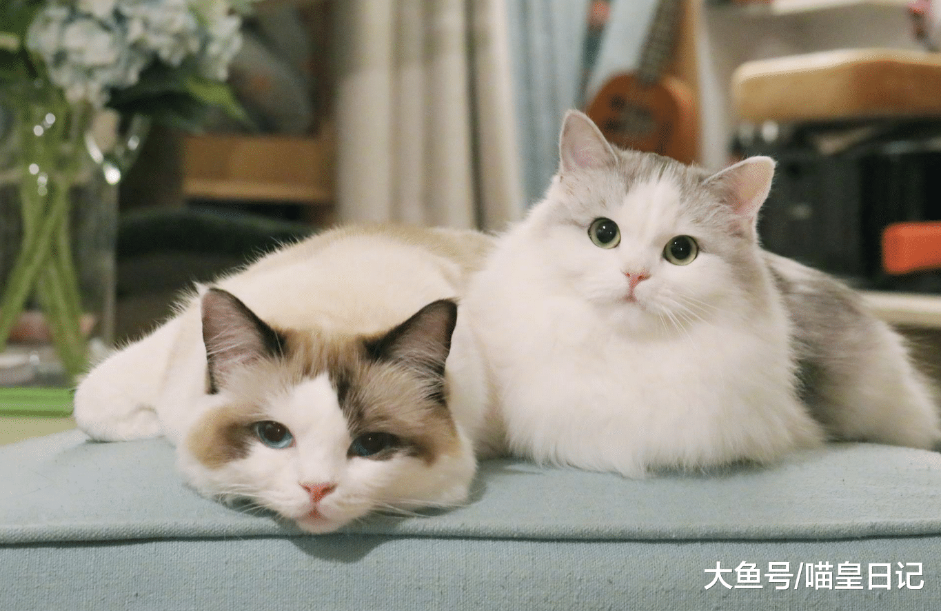 铲屎官多做这四件事，喵星人会一天比一天更快乐！你有做过吗？