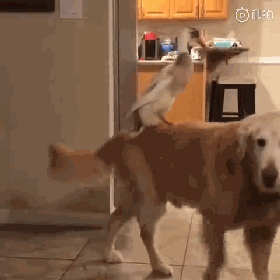 老实大金毛经常被鸭子欺负，这次终于逮到机会报仇了...