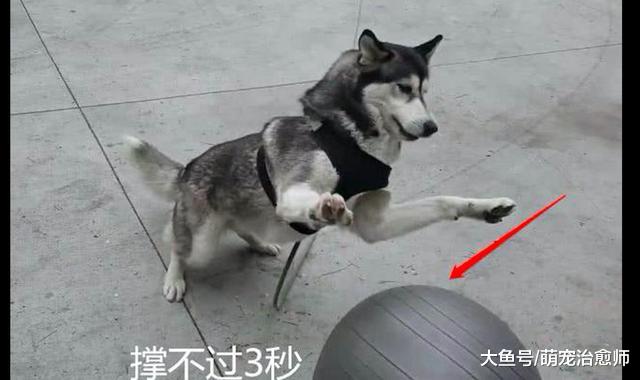 给哈士奇买了瑜伽球，以为够它玩一会，结果几分钟就被咬漏气了！
