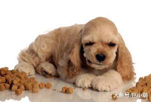 狗狗为什么会护食，是小气还是天性使然？关于护食的真相你要明白