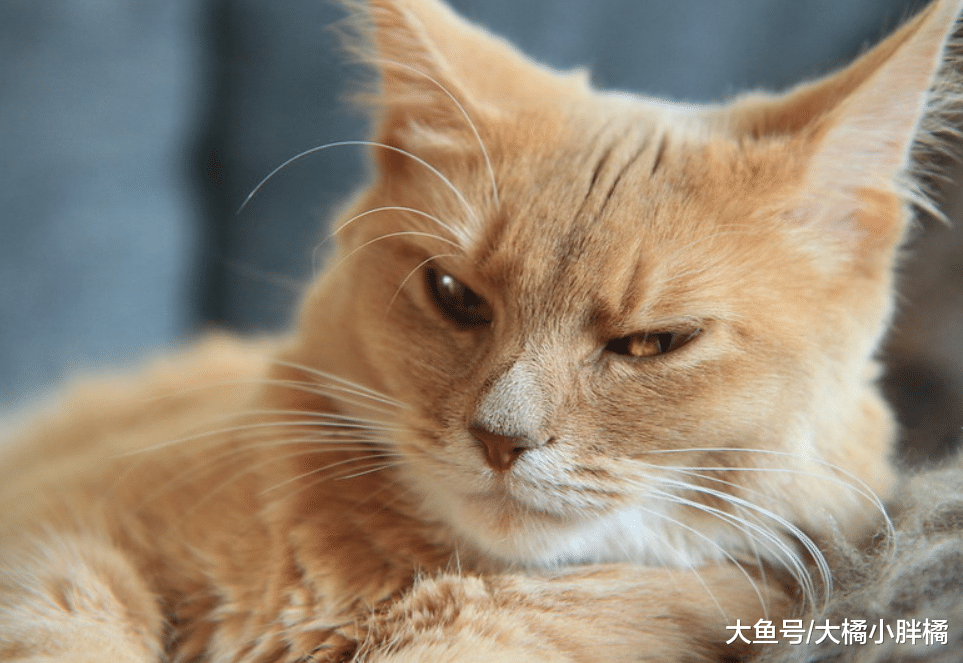 当猫咪不向你撒娇了，它会有这5个原因，陪伴才能让猫咪信任你！