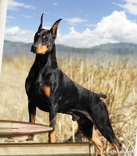 家里养了这6种狗，连小偷都不敢来