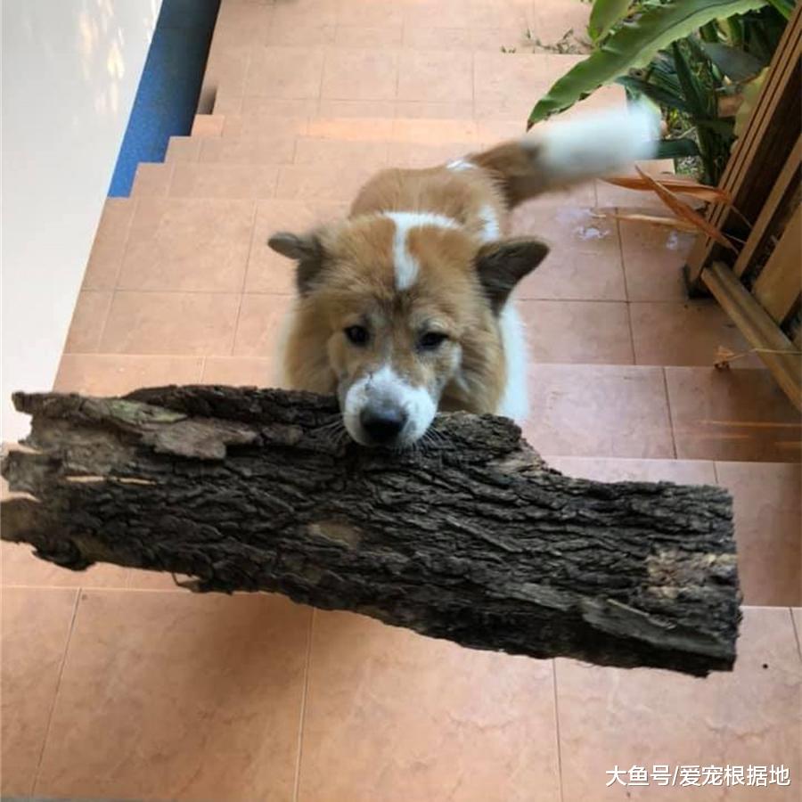 宠物狗爱上捡破烂，什么都往家里捡，主人：能开个废品收购部啦！