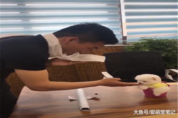 主人为了养好茶杯犬，省吃俭用还要把营养膏挤干净，这狗真享福啊