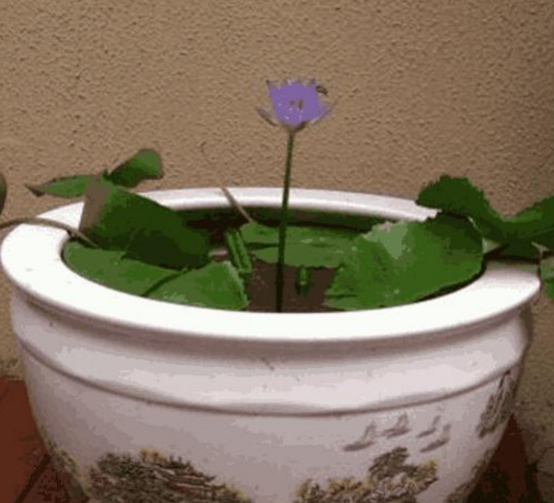 黄菡现实的豪宅曝光，厨房装大理石橱柜，家里椅子都是定制的