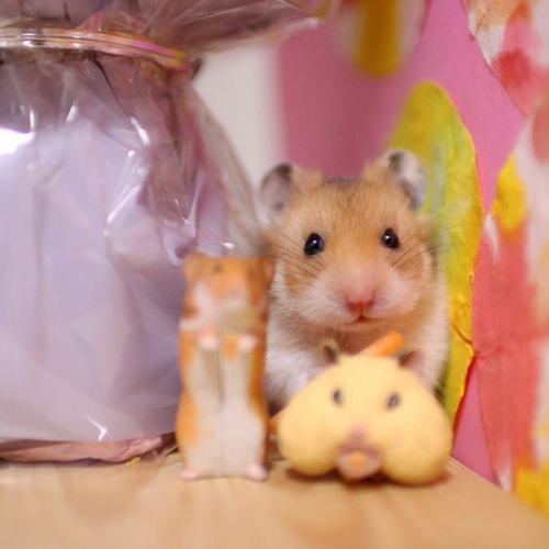 仓鼠颊囊有多厉害？当橘猫靠近时，实力终展现