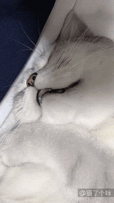 我太难了，以后我可能是只废猫了