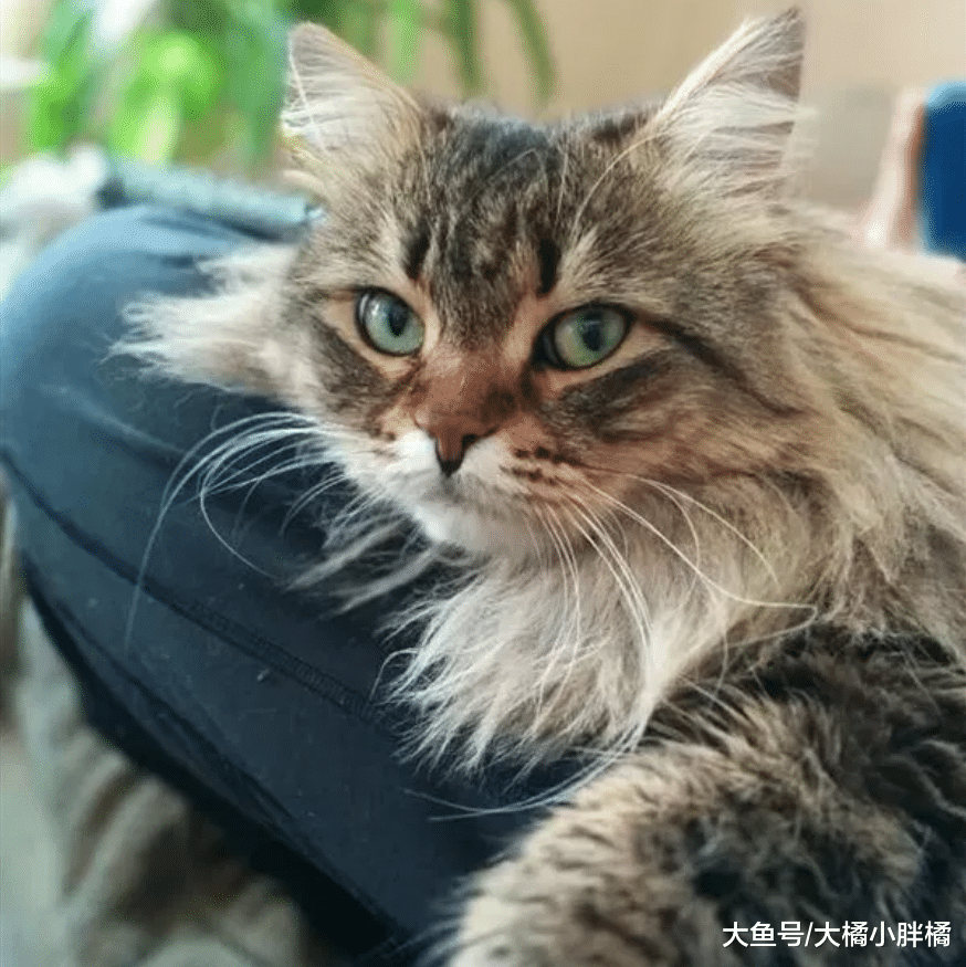 流浪猫被小伙收养，不仅随地大小便，还跟小伙玩了1个月的躲猫猫