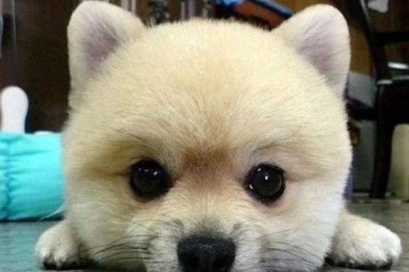 凌晨家犬叫聲不止，女主人到客廳嚇一跳