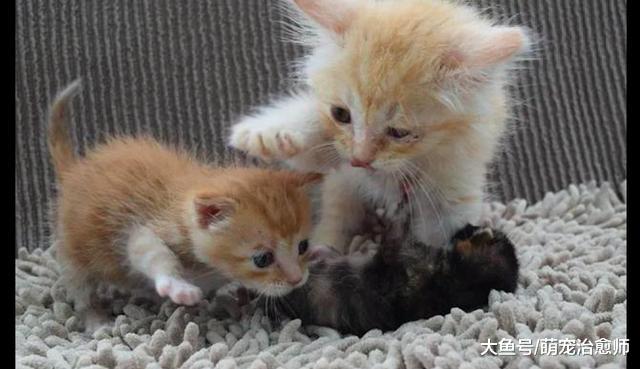 垃圾堆突然着火，在里面过冬的流浪猫遭了殃，好心人立即赶到救援