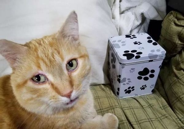 一人一猫一货车，这个司机的世界，既枯燥也温柔