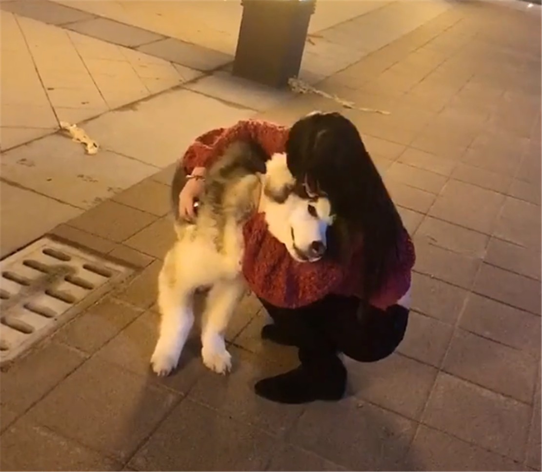 阿拉斯加犬害怕乘电梯, 让主人抱在怀里, 狗: 抱抱, 举高高……